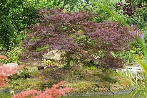Biosphoto | 139604 | Bassin japonais et Erable palmé 'Atropurpurem' ; Jardin de Valérianes | &copy; Frédéric Didillon / Biosphoto