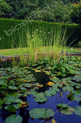 Biosphoto | 59445 | Bassin octogonal aux Jardins de Plantbessin en été | &copy; Frédéric Didillon / Biosphoto