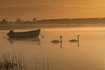Biosphoto | 2609675 | Bateau de pêche avec des cygnes dans le brouillard matinal, Bodden, Allemagne | &copy; Sunbird Images / imageBROKER / Biosphoto