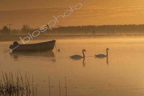 Biosphoto | 2609675 | Bateau de pêche avec des cygnes dans le brouillard matinal, Bodden, Allemagne | &copy; Sunbird Images / imageBROKER / Biosphoto