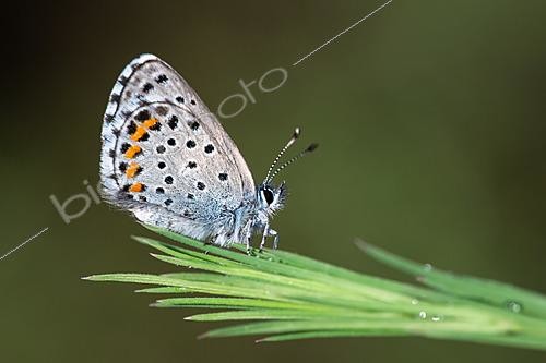 Biosphoto | 2621714 | Baton Blue (Pseudophilotes baton), Massargues, municipality of Orgnac-l'Aven, Ardèche, France. | &copy; Stéphane Vitzthum / Biosphoto