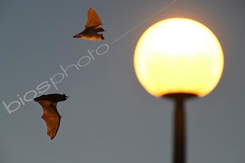 Biosphoto | 2545061 | Bats hunting around a lamp post, Vosges du Nord Regional Nature Park, France | &copy; Michel Rauch / Biosphoto