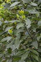Biosphoto | 2587053 | Bay Laurel (Laurus nobilis) leaves in spring, Côtes d'Armor, France | &copy; Marie Aymerez / Biosphoto