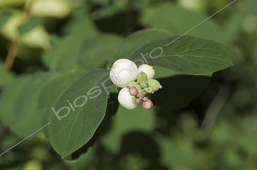 Biosphoto | 924661 | Bay of Common snowberry in summerFrance  | &copy; Muriel Hazan / Biosphoto
