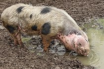 Biosphoto | 2575255 | Bayeux pig, French pig breed, Arche de la nature, Sarthe, France | &copy; Michel Gile / Biosphoto