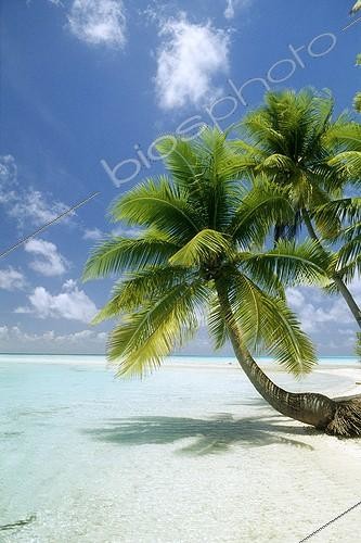 Biosphoto | 119138 | Beach with Coconuts leaning on the sea French Polynesia | &copy; Yves Lefèvre / Biosphoto
