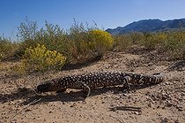 Biosphoto | 1250332 | Beaded Lizard Desert Sonora Mexico  | &copy; Daniel Heuclin / Biosphoto