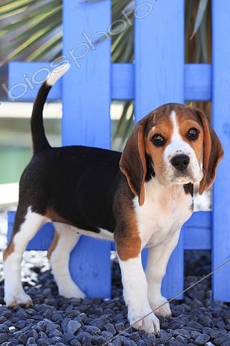Biosphoto | 2510589 | Beagle puppy standing in front of a fence | &copy; Eric Guilloret / Biosphoto