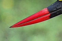 Biosphoto | 1402822 | Beak of Saddle-billed Stork Masai Mara Kenya | &copy; Michel Bureau / Biosphoto
