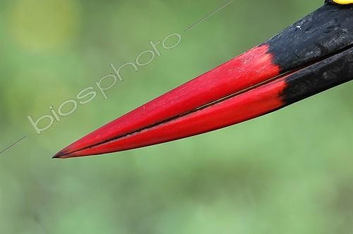 Biosphoto | 1402822 | Beak of Saddle-billed Stork Masai Mara Kenya | &copy; Michel Bureau / Biosphoto
