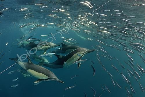 Biosphoto | 2082685 | Beaked Common Dolphins (Delphinus capensis) group chasing sardines during the period of sardine-run - Off Port St. Johns, East Coast of South Africa. | &copy; Bruno Guénard / Biosphoto