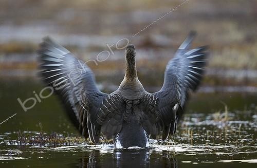 Biosphoto | 1921990 | Bean Goose stretching on woodland pool  - Joensuu Finland | &copy; Niko Pekonen / Biosphoto