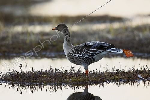 Biosphoto | 1921991 | Bean Goose stretching on woodland pool  - Joensuu Finland | &copy; Niko Pekonen / Biosphoto