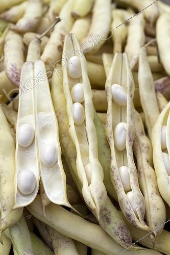 Biosphoto | 2075329 | Bean (Phaseolus vulgaris) 'Coco de Paimpol', Paimpol, Brittany, France | &copy; Frédéric Tournay / Biosphoto