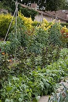 Biosphoto | 1250622 | Beans 'Golden Tipi' and tampala 'Perfecta' au potager | &copy; NouN / Biosphoto