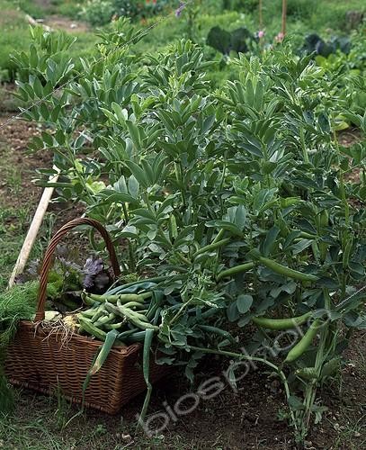 Biosphoto | 643911 | Beans in a vegetable garden | &copy; Gilles Le Scanff & Joëlle-Caroline Mayer / Biosphoto