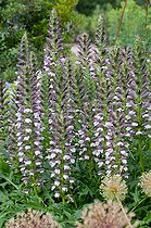 Biosphoto | 1249729 | Bear's breeches in bloom in a garden | &copy; Frédéric Didillon / Biosphoto