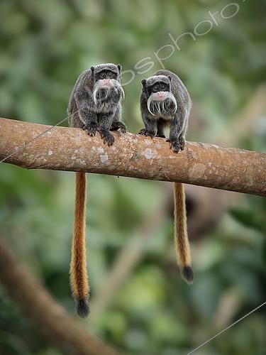 Biosphoto | 2608679 | Bearded Emperor Tamarin (Tamarinus subgricescens), two members of a family group, Madre de Dios, Peru | © Ignacio Yufera / Biosphoto