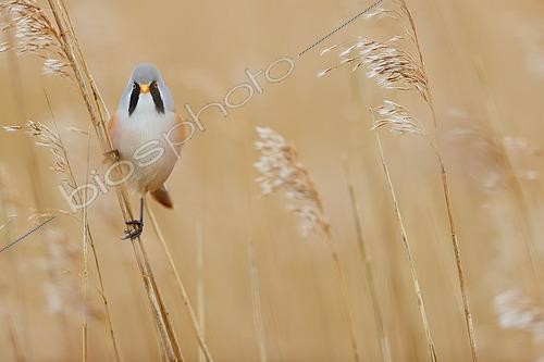 Biosphoto | 2469065 | Bearded reedling (Panurus biarmicus) in a reedbed, Baie de Somme, France. | &copy; Cédric Join / Biosphoto
