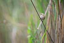 Biosphoto | 2588300 | Bearded reedling (Panurus biarmicus) on a reed, France | &copy; Christophe Perelle / Biosphoto