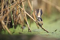 Biosphoto | 2588299 | Bearded reedling (Panurus biarmicus) perched on a reed looking for food, France | &copy; Christophe Perelle / Biosphoto