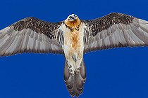 Biosphoto | 2088944 | Bearded Vulture (Gypaetus barbatus) in flight over blue sky, Alps, Switzerland. | &copy; Christian Fosserat / Biosphoto