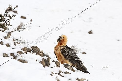 Biosphoto | 2071517 | Bearded Vulture (Gypaetus barbatus) in the snow, Pyrenees, Catalonia, Spain | &copy; Bruno Cavignaux / Biosphoto