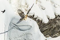Biosphoto | 2088940 | Bearded Vulture (Gypaetus barbatus) seeking a bone in the snow, Alps, Switzerland. | &copy; Christian Fosserat / Biosphoto