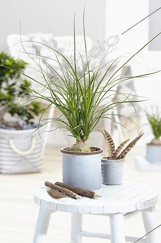 Biosphoto | 2539834 | Beaucarnea recurvata | &copy; Visions Pictures / Biosphoto