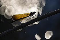 Biosphoto | 2628363 | Beautiful demoiselle (Calopteryx virgo) female backlit, Die, Drôme, France. | &copy; Philippe Lebeaux / Biosphoto
