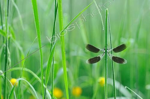 Biosphoto | 916621 | Beautiful Demoiselle on a leaf Touraine France  | &copy; Bruno Guénard / Biosphoto
