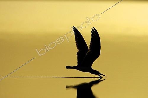 Biosphoto | 365881 | Bec en ciseau noir pêchant au coucher du soleil Venezuela | &copy; Tony Crocetta / Biosphoto