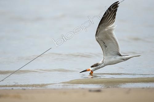 Biosphoto | 2592671 | Bec-en-ciseaux noir (Rynchops niger) pêchant en vol, Guyane Française | &copy; Nicolas Defaux / Biosphoto