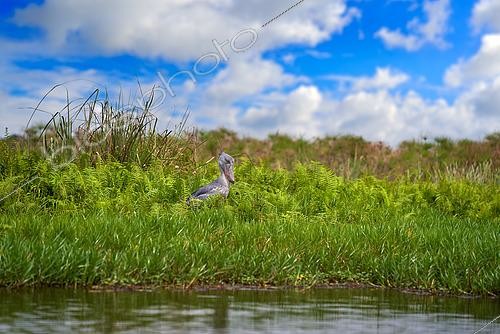 Biosphoto | 2598194 | Bec-en-sabot (Balaeniceps rex), marais de Mabamba, Ouganda | &copy; Ondrej Prosicky / BIA / Biosphoto