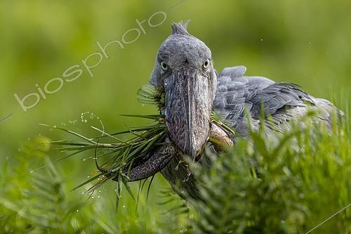Biosphoto | 2453644 | Bec-en-sabot du Nil (Balaeniceps rex), capturant un dipneuste (protoptères = poissons osseux pulmonés qui s'enterrent dans la boue quand l'eau vient à manquer, Marais de Mabamba, Ouganda | &copy; Sylvain Cordier / Biosphoto
