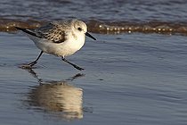Biosphoto | 236368 | Becasseau sanderling | &copy; Frédéric Desmette / Biosphoto