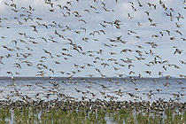 Biosphoto | 2608817 | Bécasseaux variables (Calidris alpina) en vol, migration, Mer de Waden, Pays-Bas | &copy; Christian Cabron / Biosphoto