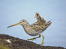 Biosphoto | 2621555 | Bécassine de Magellan (Gallinago magellanica). Taxonomie contestée, parfois appelée bécassine du Pantanal (Gallinago paraguaiae). Amérique du Sud, Subantarctique, Îles Malouines, Île des Lions de mer, été. | &copy; Martin Zwick / Biosphoto