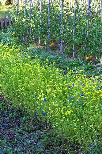 Biosphoto | 2084081 | Bed of White Mustard used as green manure in a kitchen garden, Provence, France | &copy; Philippe Giraud / Biosgarden / Biosphoto