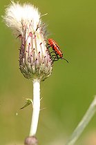 Biosphoto | 1252520 | Bedbug nymph on a flower Thistle France | &copy; Thierry Van Baelinghem / Biosphoto
