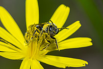 Biosphoto | 2628382 | Bee (Lasioglossum sp) foraging on the stamens of a yellow flower, Saint-Pierre-La-Palud, Rhône, France. | &copy; Philippe Lebeaux / Biosphoto