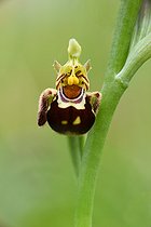 Biosphoto | 2583204 | Bee orchid (Ophrys apifera), flowers | &copy; Robin Fourré / Biosphoto