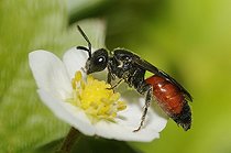 Biosphoto | 2069552 | Bee parasite (Sphecodes gibbus) on flower of wild strawberry, Northern Vosges Regional Nature Park, France | &copy; Michel Rauch / Biosphoto