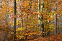 Biosphoto | 2439884 | Beech (Fagus silvatica) of Northern Vosges in autumn, Regional Natural Park of Northern Vosges, France | &copy; Michel Rauch / Biosphoto