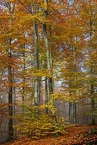 Biosphoto | 2439885 | Beech (Fagus silvatica) of Northern Vosges in autumn, Regional Natural Park of Northern Vosges, France | &copy; Michel Rauch / Biosphoto
