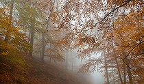 Biosphoto | 2439887 | Beech (Fagus silvatica) of Northern Vosges in autumn, Regional Natural Park of Northern Vosges, France | &copy; Michel Rauch / Biosphoto