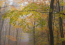 Biosphoto | 2439889 | Beech (Fagus silvatica) of Northern Vosges in autumn, Regional Natural Park of Northern Vosges, France | &copy; Michel Rauch / Biosphoto