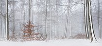 Biosphoto | 2419912 | Beech (Fagus sylvatica) in the snow, Regional Natural Park of Northern Vosges, France | &copy; Michel Rauch / Biosphoto