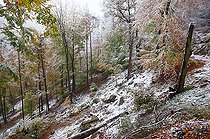 Biosphoto | 2462396 | Beech (Fagus sylvatica) snowstorm in autumn, Vosges du Nord Regional Nature Park, France | &copy; Michel Rauch / Biosphoto