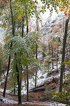 Biosphoto | 2462397 | Beech (Fagus sylvatica) snowstorm in autumn, Vosges du Nord Regional Nature Park, France | &copy; Michel Rauch / Biosphoto